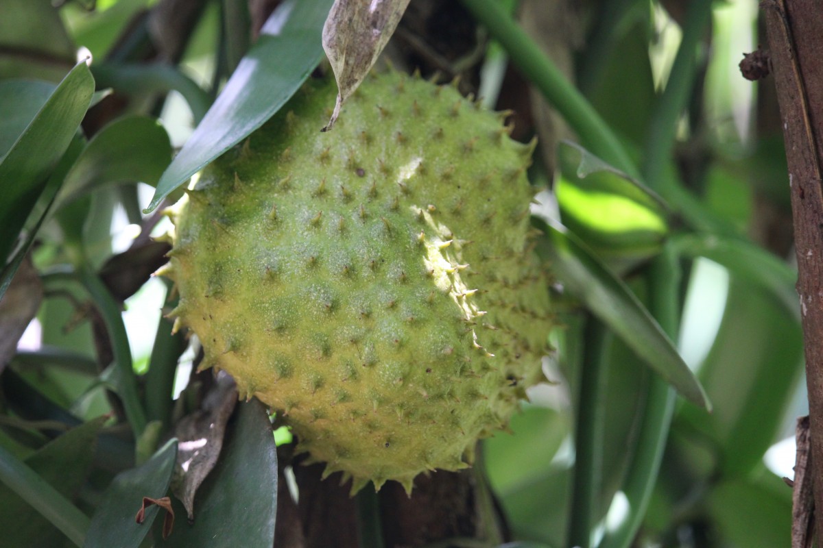 Annona muricata L.